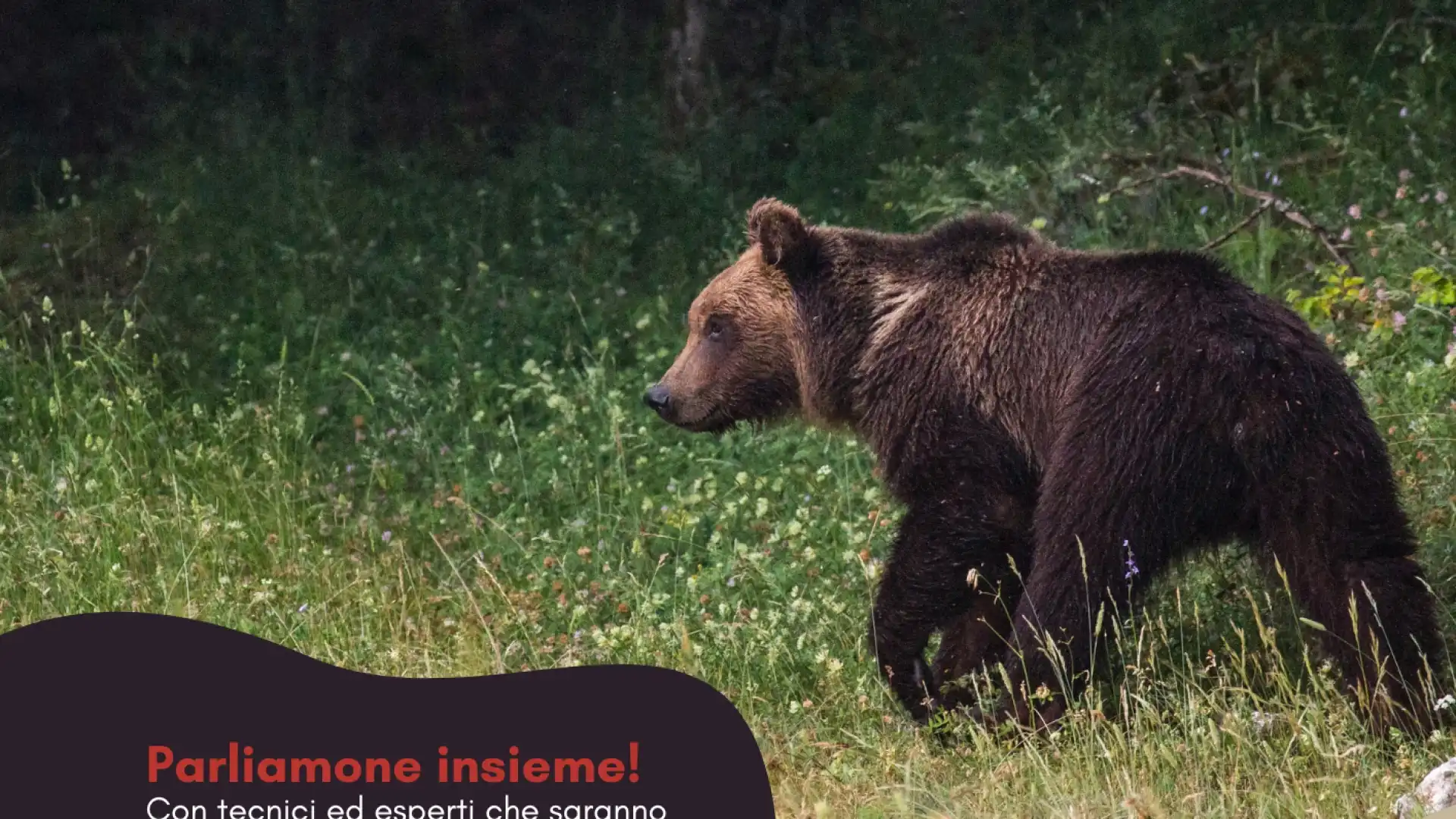 Life Bear-Smart Corridors: il primo incontro pubblico a Pettorano sul Gizio con la Comunità a Misura d’Orso